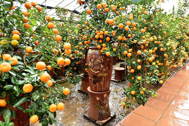 Làng quất cảnh Tứ Liên vào vụ Tết ảnh 2