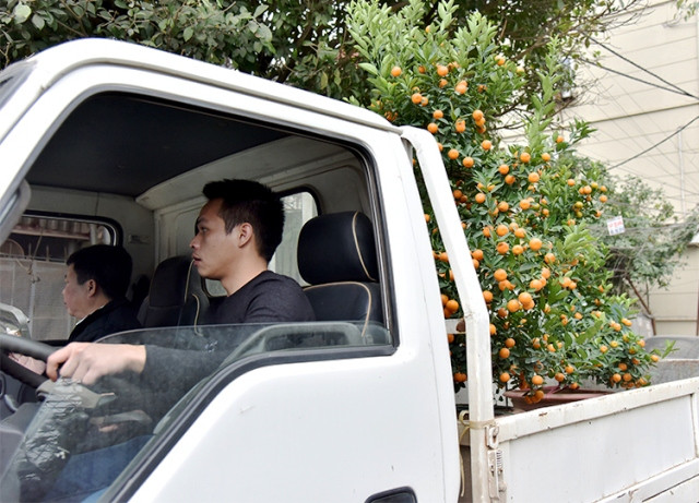 Làng quất cảnh Tứ Liên vào vụ Tết ảnh 9