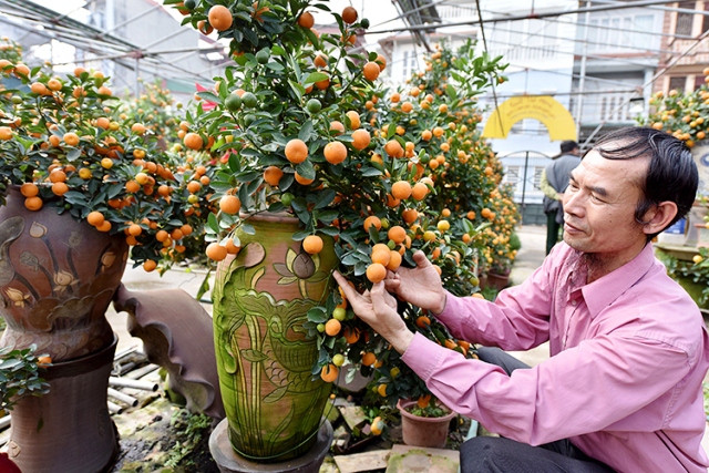 Làng quất cảnh Tứ Liên vào vụ Tết ảnh 4