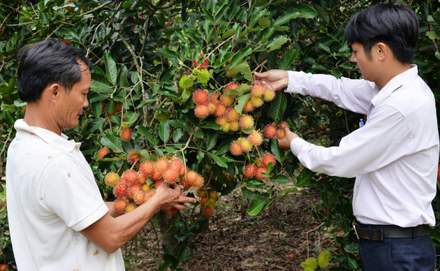 “Vườn miền nam” trên vùng trung du Quảng Ngãi ảnh 2
