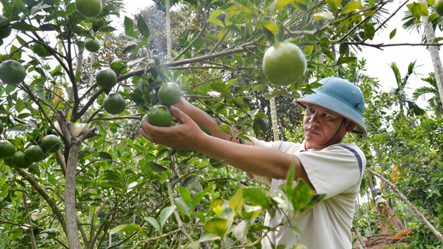 “Vườn miền nam” trên vùng trung du Quảng Ngãi ảnh 1