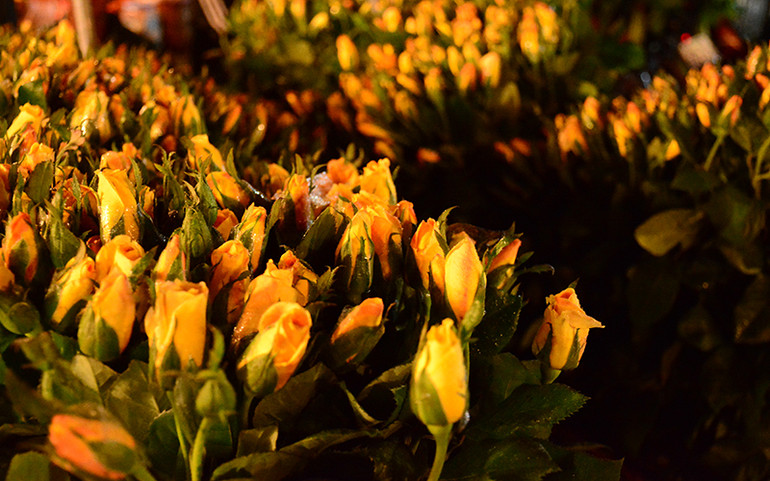 Nhộn nhịp chợ hoa đêm Quảng Bá ảnh 4