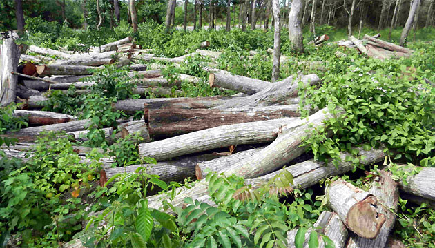 Tình trạng phá rừng ở Bình Châu - Phước Bửu diễn biến phức tạp ảnh 1