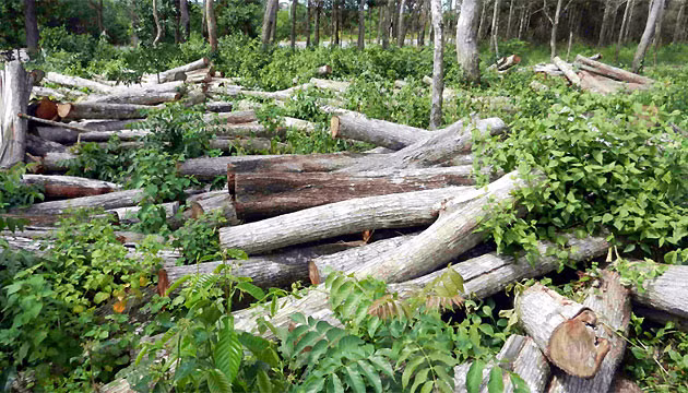 Tình trạng phá rừng ở Bình Châu - Phước Bửu diễn biến phức tạp ảnh 1