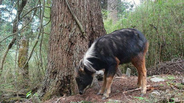 Năm Mùi nói chuyện những cái nhất của loài dê ảnh 3