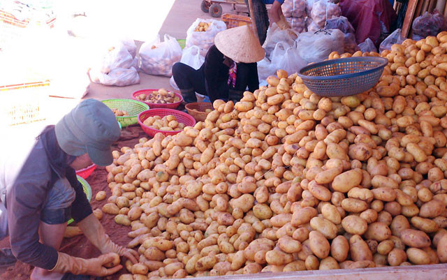 Đà Lạt, Tết… trong sắc hồng mai anh đào ảnh 15