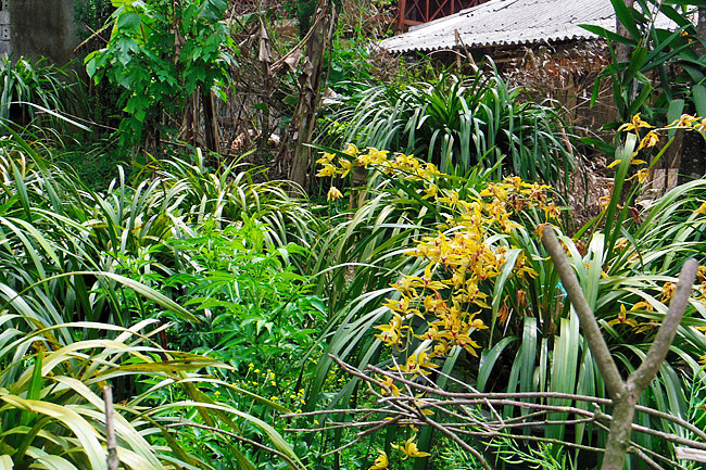 Một lần tới Tả Phìn - Sa Pa ảnh 7