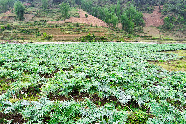 Một lần tới Tả Phìn - Sa Pa ảnh 9