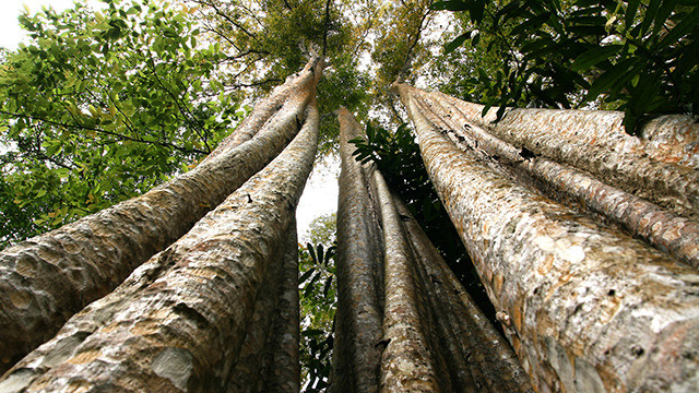 Dưới tán rừng săng lẻ ảnh 4