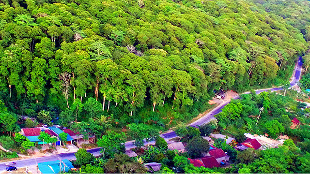 Dưới tán rừng săng lẻ ảnh 2