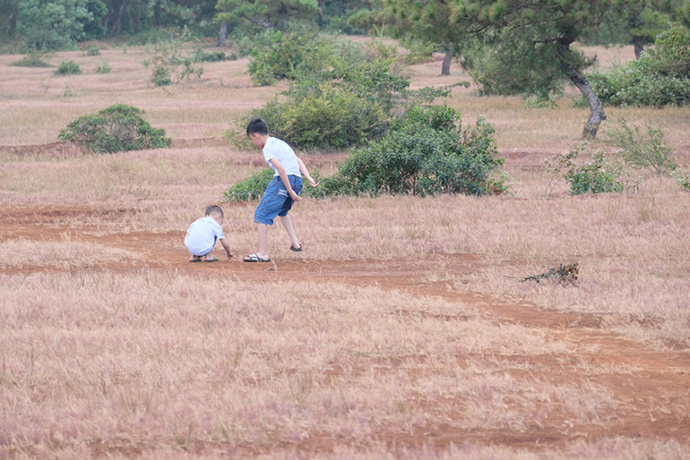 Dạo chơi trên đồi cỏ hồng ở Gia Lai ảnh 12