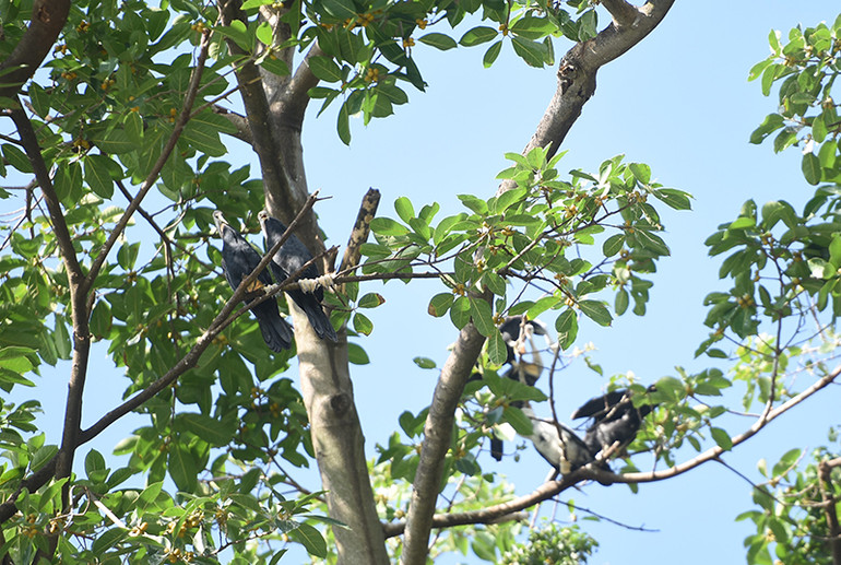 Cận cảnh đàn chim cổ rắn quý hiếm ở Đồng Nai ảnh 4