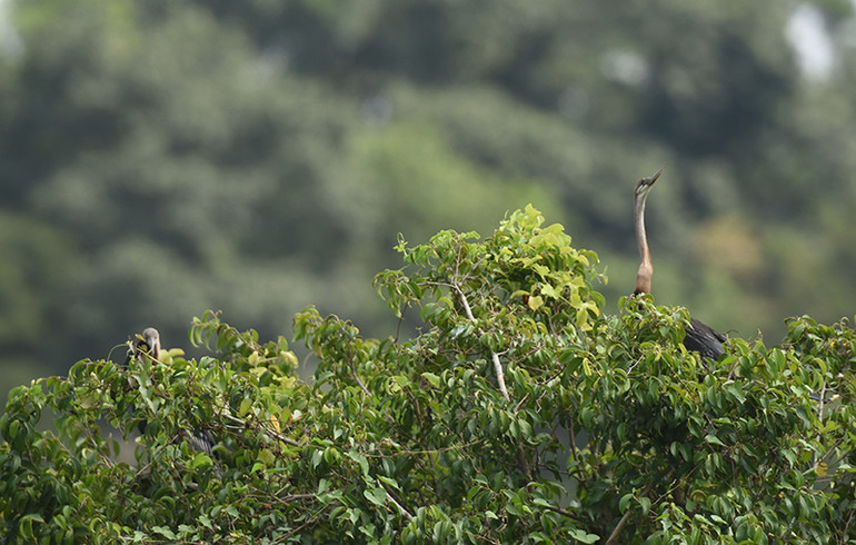 Cận cảnh đàn chim cổ rắn quý hiếm ở Đồng Nai ảnh 8