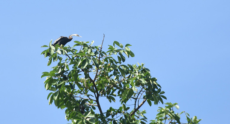 Cận cảnh đàn chim cổ rắn quý hiếm ở Đồng Nai ảnh 2