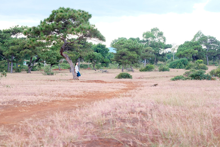 Dạo chơi trên đồi cỏ hồng ở Gia Lai ảnh 6