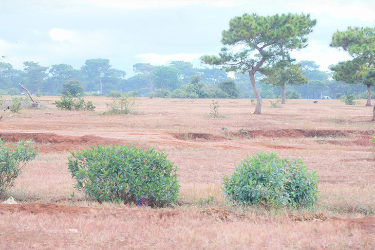 Dạo chơi trên đồi cỏ hồng ở Gia Lai ảnh 3