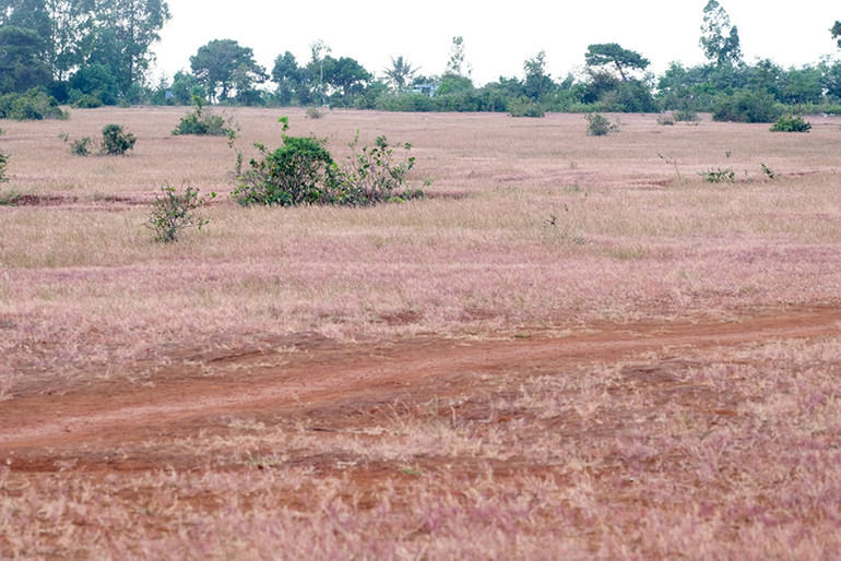 Dạo chơi trên đồi cỏ hồng ở Gia Lai ảnh 13