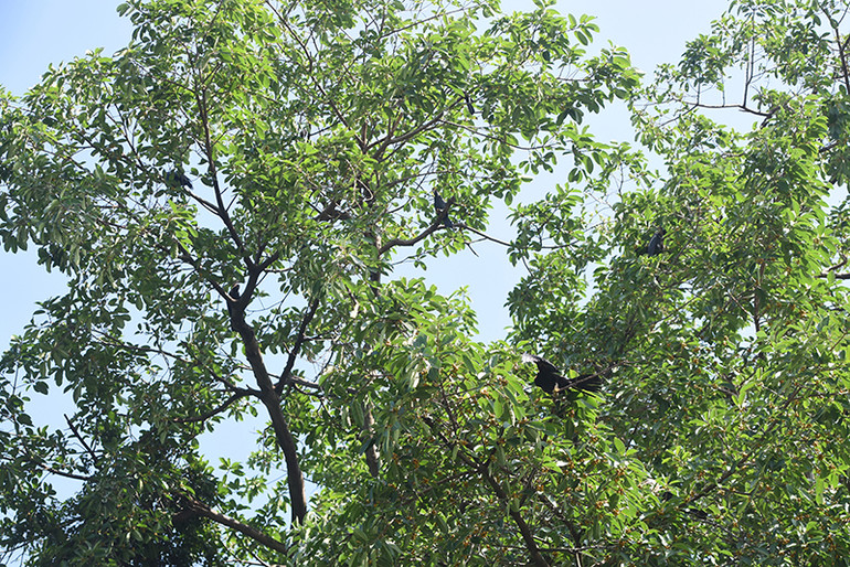 Cận cảnh đàn chim cổ rắn quý hiếm ở Đồng Nai ảnh 9