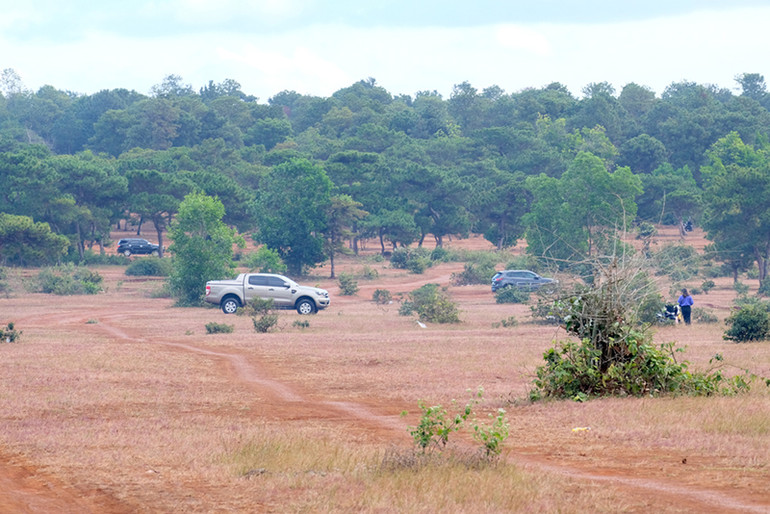 Dạo chơi trên đồi cỏ hồng ở Gia Lai ảnh 4