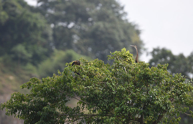 Cận cảnh đàn chim cổ rắn quý hiếm ở Đồng Nai ảnh 7