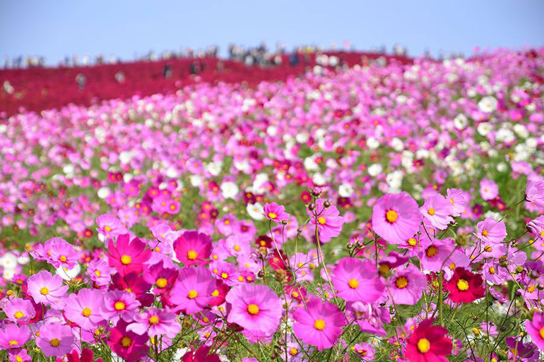 Ngọn đồi đổi màu ở Ibaraki ảnh 4 Ngọn đồi đổi màu ở Ibaraki ảnh 4