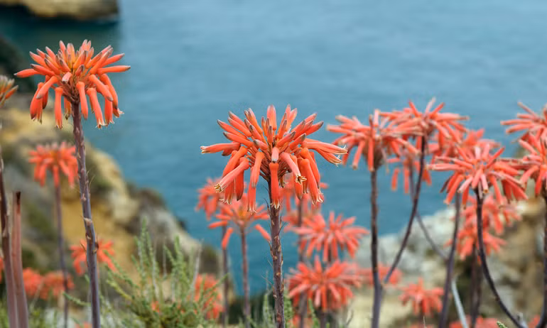 Mùa xuân, hoa dại nở khắp châu Âu… ảnh 3