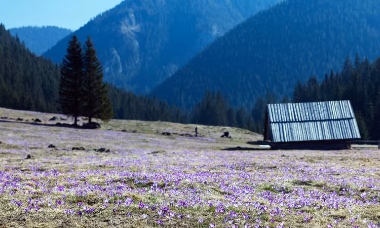 Mùa xuân, hoa dại nở khắp châu Âu… ảnh 10