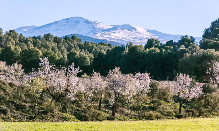 Mùa xuân, hoa dại nở khắp châu Âu… ảnh 6