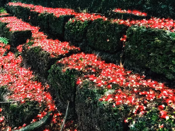 Mùa hoa lộc vừng ảnh 4