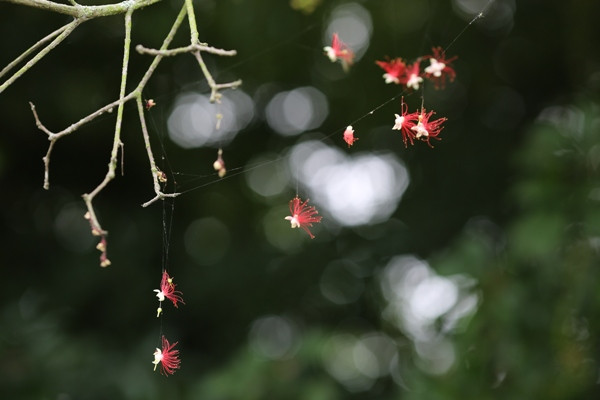 Mùa hoa lộc vừng ảnh 3 Mùa hoa lộc vừng ảnh 3