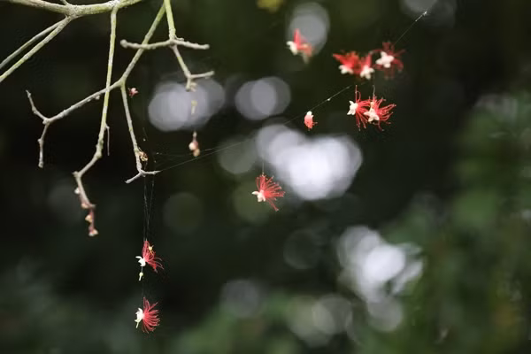 Mùa hoa lộc vừng ảnh 3