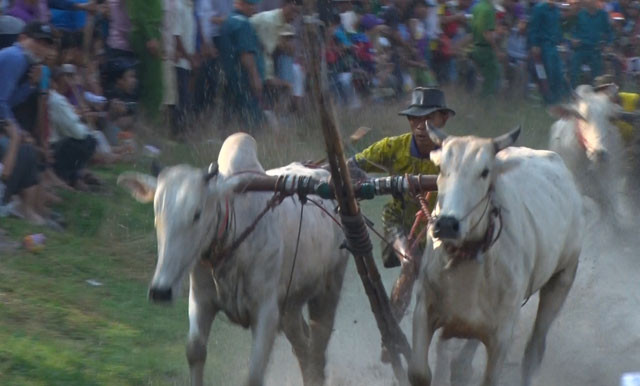 Lễ hội đua bò Bảy Núi An Giang: Gay cấn và quyết liệt ảnh 6