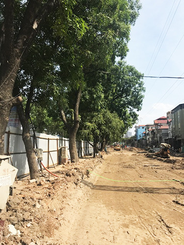 Bí thư Thành ủy Hà Nội Hoàng Trung Hải: "Giữ được một cây cũng quý” ảnh 2