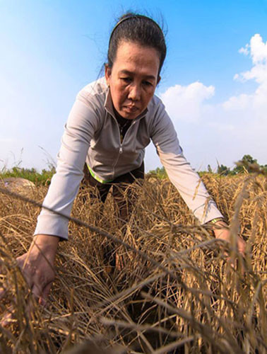 Vụ sai phạm trong chi tiền hỗ trợ hạn mặn ở Kiên Giang: Cần làm rõ một số vấn đề! ảnh 2
