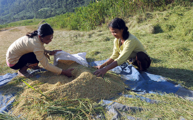 Đồng bào Rục vui mùa lúa mới ảnh 5 Đồng bào Rục vui mùa lúa mới ảnh 5