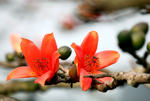 Chùa Hương - mùa hoa gạo nở ảnh 3 Chùa Hương - mùa hoa gạo nở ảnh 3