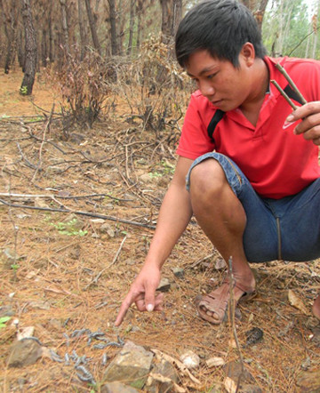 Quảng Bình: Sâu róm tấn công rừng thông, nông dân đứng ngồi không yên ảnh 1