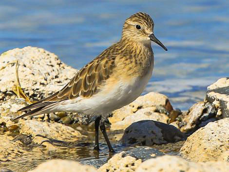 10 loài động, thực vật chịu ảnh hưởng nặng nề của biến đổi khí hậu ảnh 1