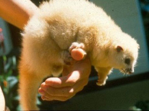 10 loài động, thực vật chịu ảnh hưởng nặng nề của biến đổi khí hậu ảnh 6