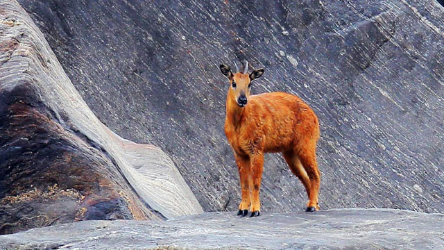 Năm Mùi nói chuyện những cái nhất của loài dê ảnh 4