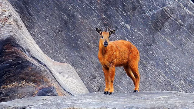 Năm Mùi nói chuyện những cái nhất của loài dê ảnh 4