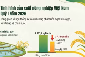 [Infographic] Sản xuất nông nghiệp quý I/2026: Chuyển biến tích cực gắn với chuyển dịch cơ cấu