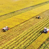 Việt Nam đã khẳng định được vị thế có thể làm ra được gạo có phẩm cấp cao. Ảnh: Lê Hoàng Thái