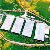 Nhà xưởng chế biến chè được xây dựng trên đất nông nghiệp thuộc vùng nguyên liệu chè huyện Anh Sơn, tỉnh Nghệ An. Ảnh: QUANG DŨNG