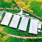 Nhà xưởng chế biến chè được xây dựng trên đất nông nghiệp thuộc vùng nguyên liệu chè huyện Anh Sơn, tỉnh Nghệ An. Ảnh: QUANG DŨNG