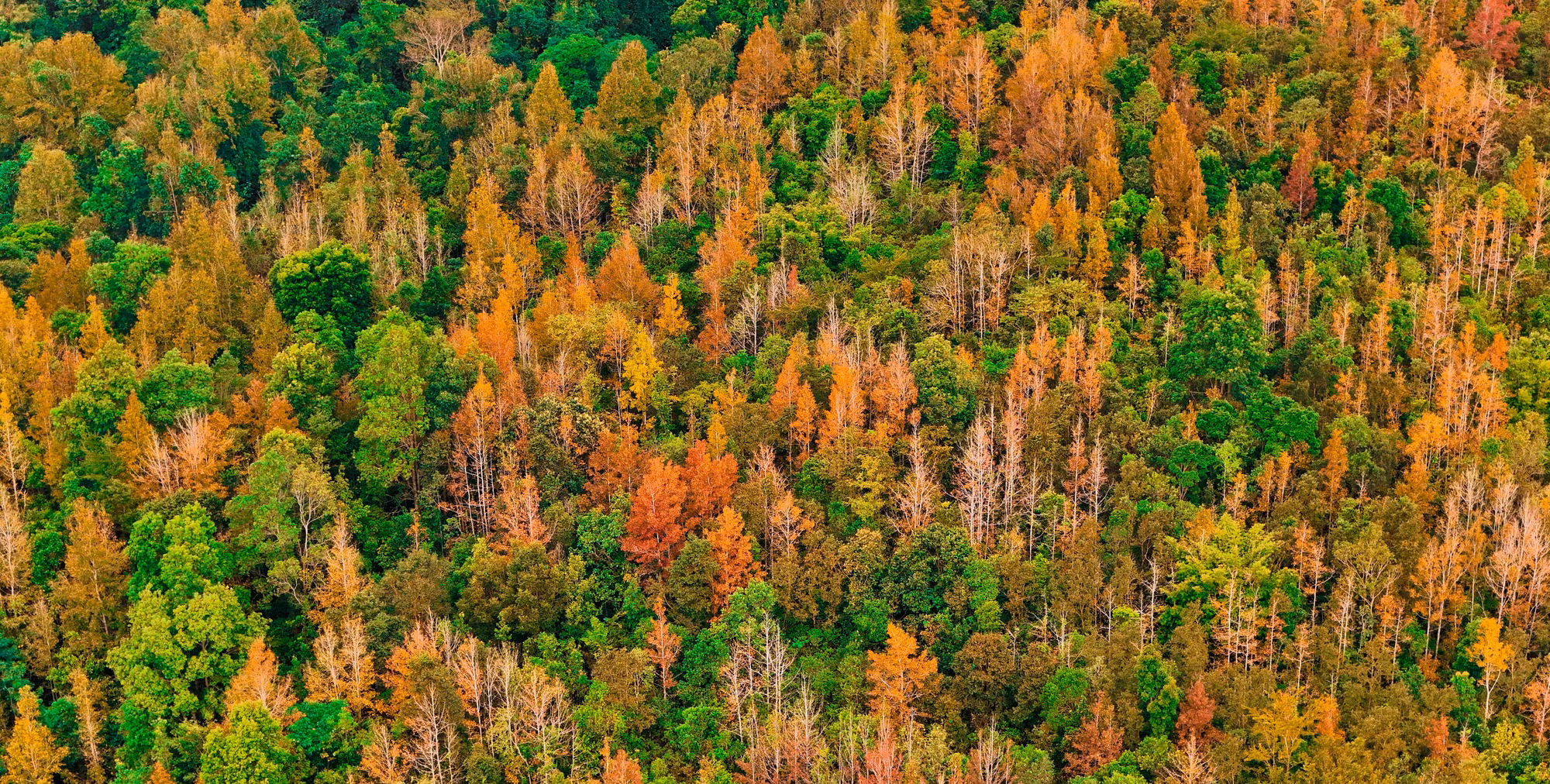 dji-20251111093826-0047-d.jpg