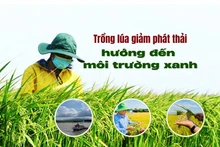 Trồng lúa giảm phát thải, hướng đến môi trường xanh