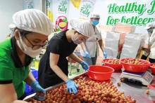 Sơ chế vải xuất khẩu tại Công ty CP Tập đoàn xuất nhập khẩu trái cây Chánh Thu. (Ảnh: MINH ANH)
