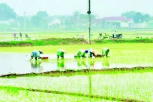 Nông dân xã Phú Nghĩa tập trung nhân lực cấy lúa xuân, bảo đảm trong khung thời vụ tốt nhất.