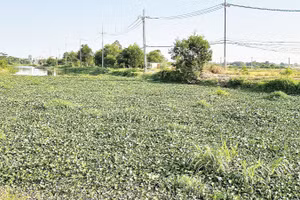 Lục bình sinh sôi dày đặc ở một con rạch thuộc địa bàn huyện Hóc Môn (cũ).